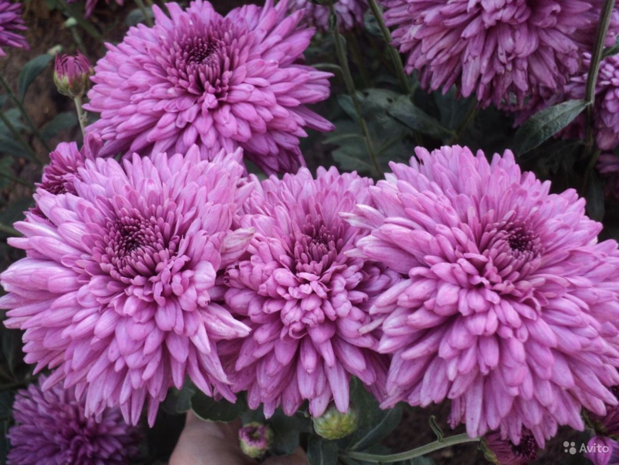 Хризантема корейская Липстик