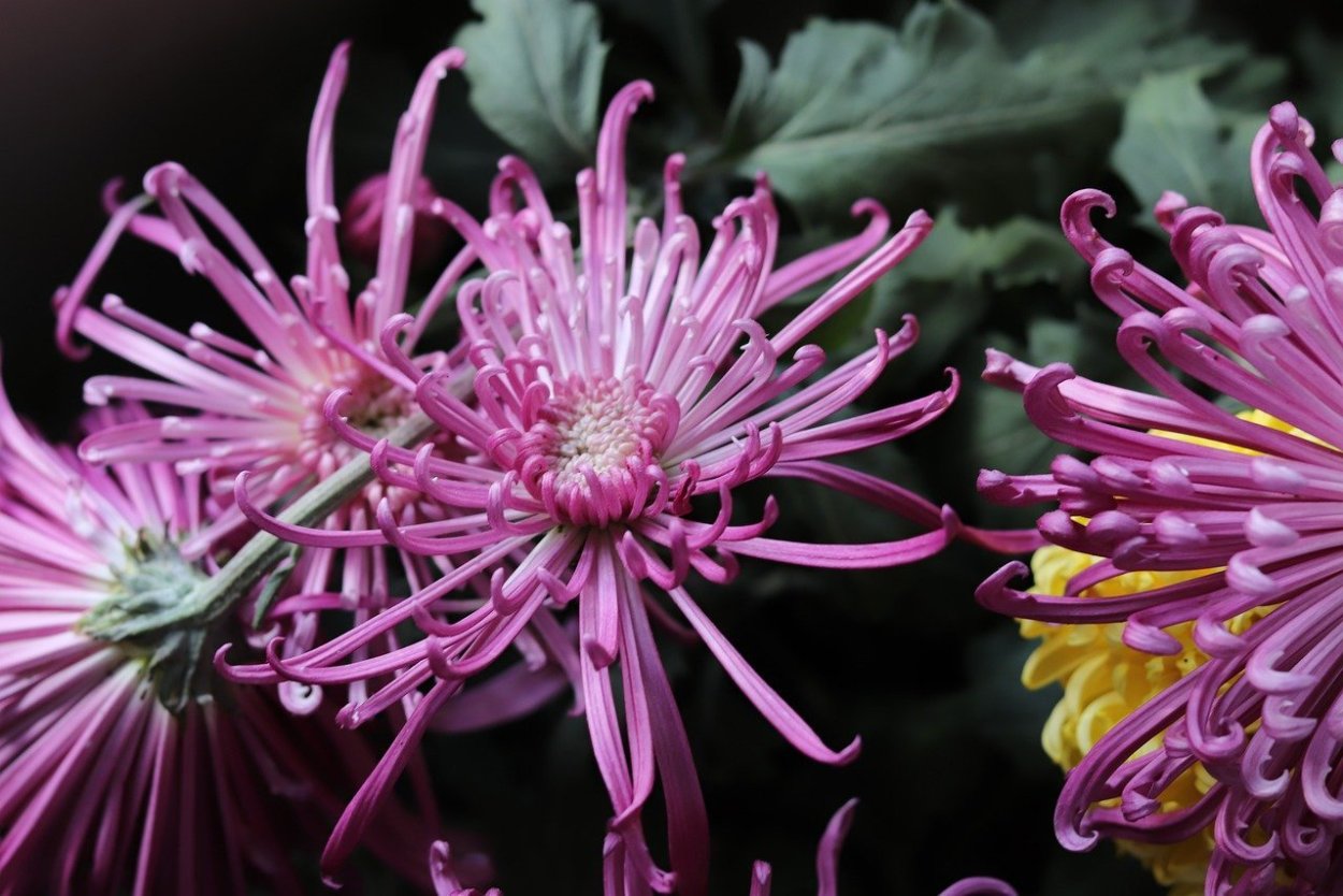 Хризантема Лейси Пинк