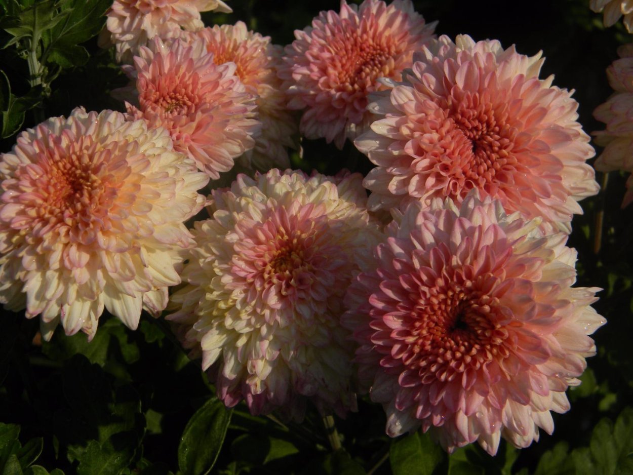 Хризантема корейская Амбрия