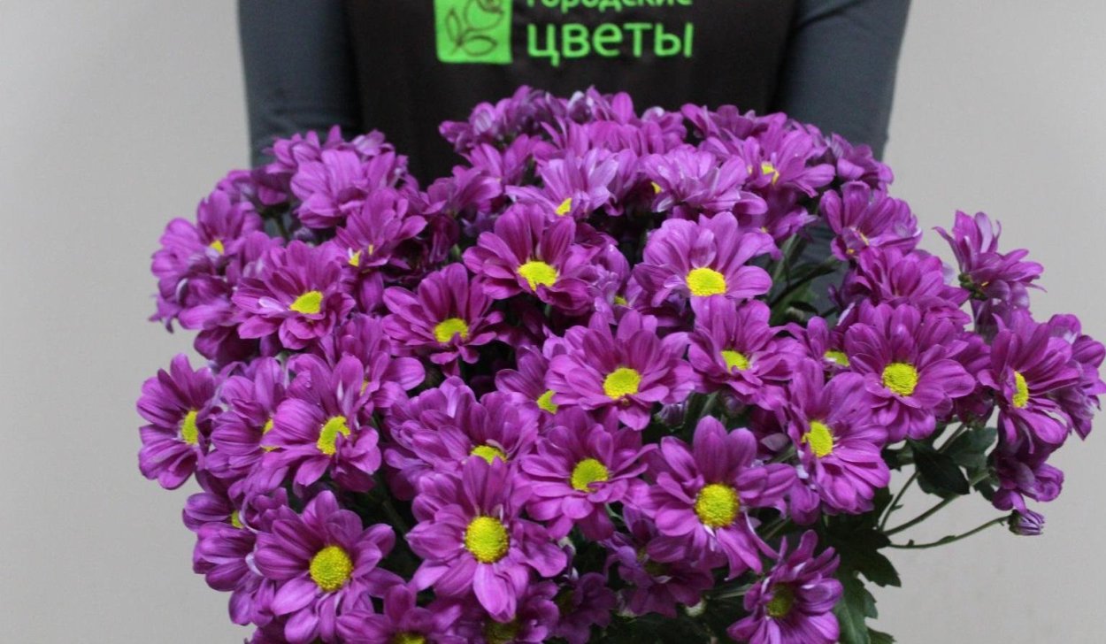 Хризантема кустовая Кеннеди