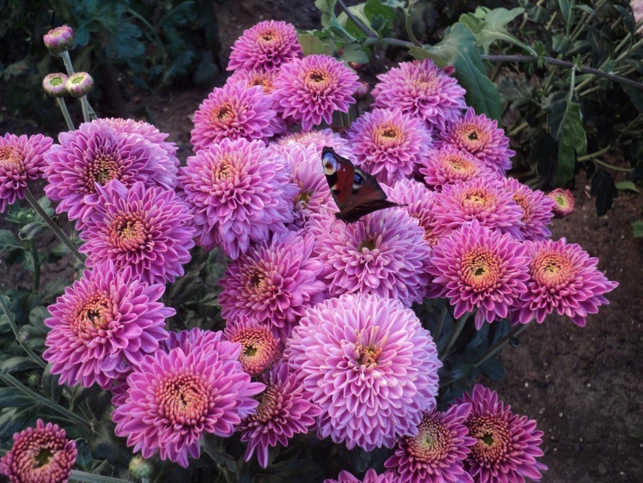 Хризантема Мариэлла Пинк