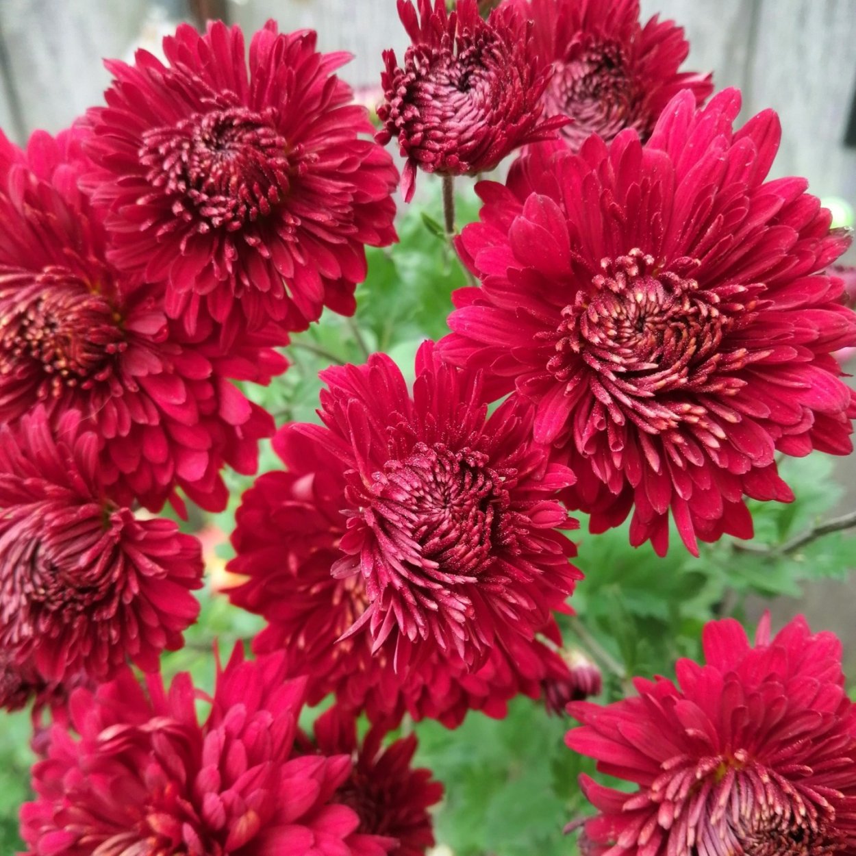 Хризантема пурпле Фловер