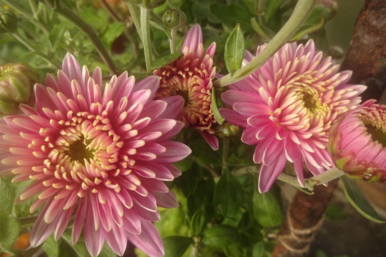 Хризантема кустовая Пурпл Стар