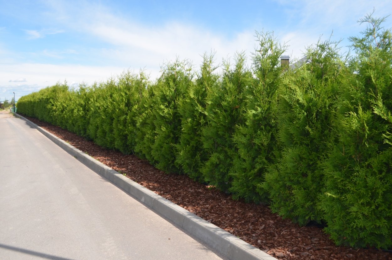 Туя Западная Пирамидалис компакта (pyramidalis compacta)