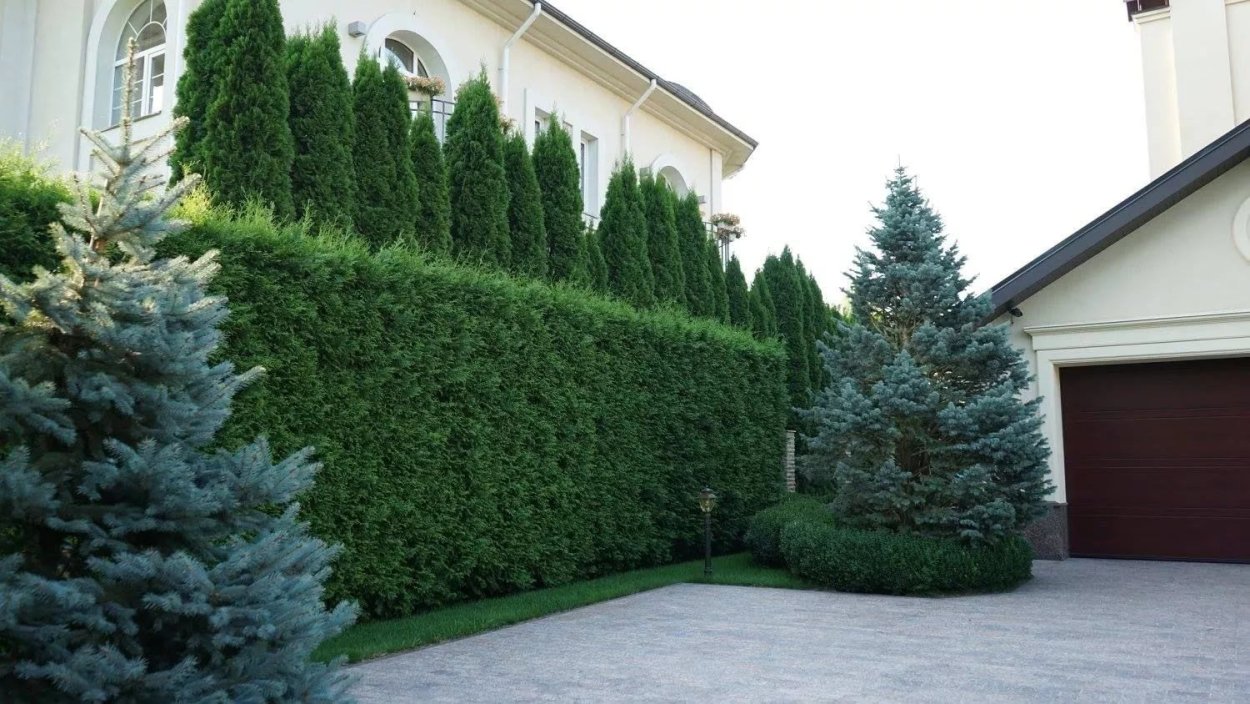 Туя Колумна забор