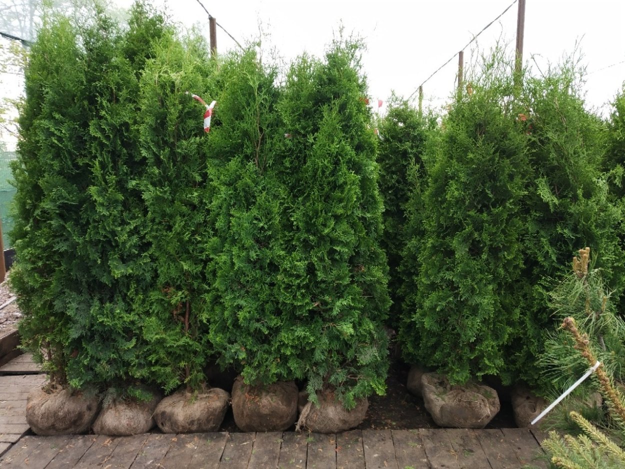Туя Западная Колумна изгородь