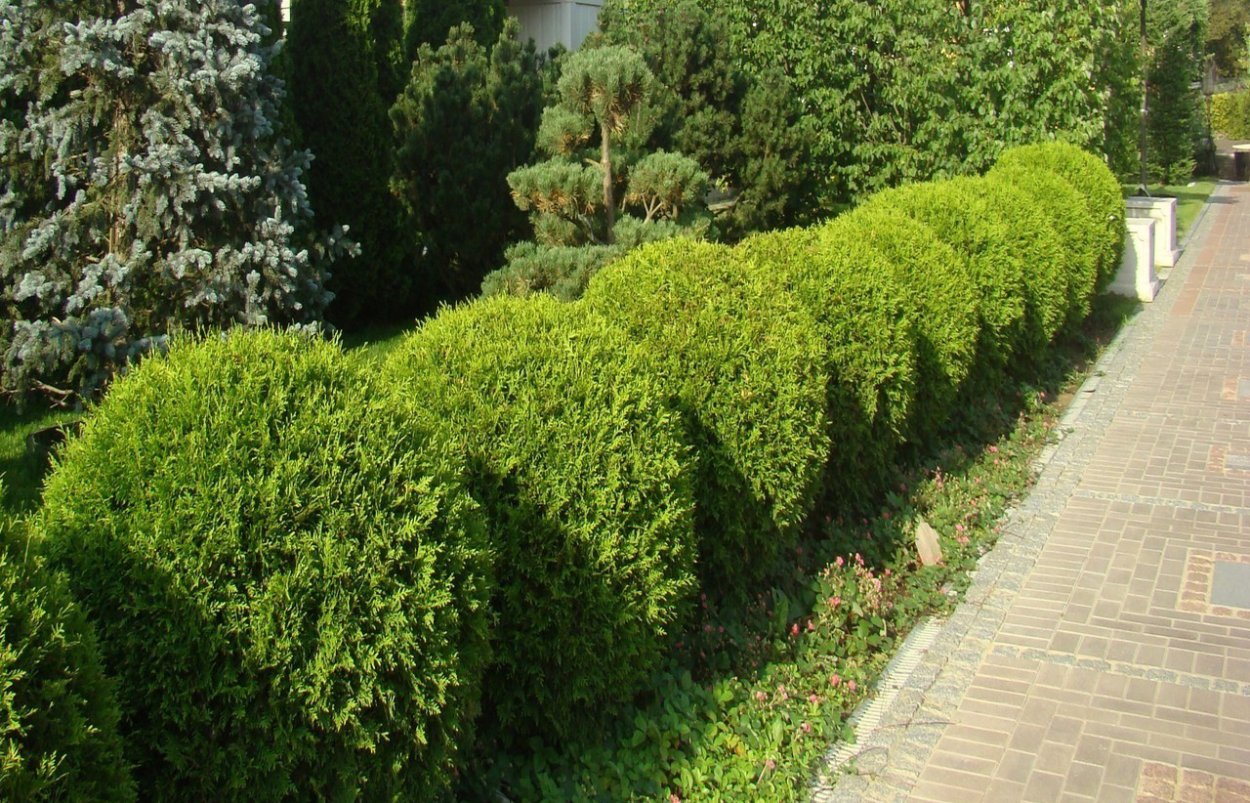 Туя Смарагд и можжевельник скальный изгородь