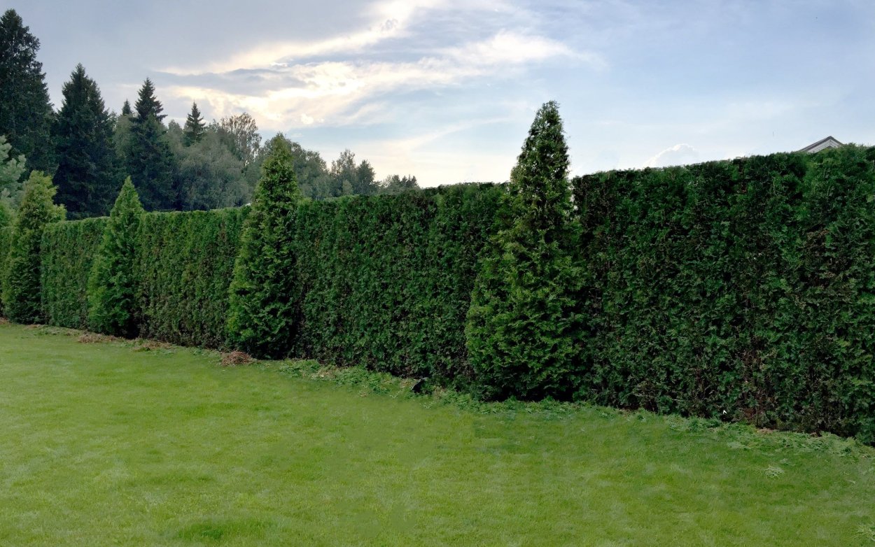 Туя Смарагд Живая изгородь