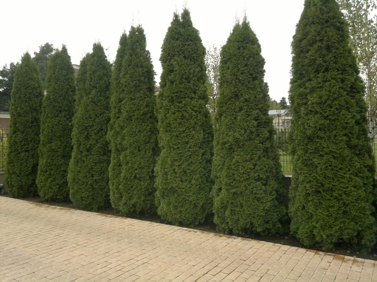 Туя Западная Дугласа Пирамидалис