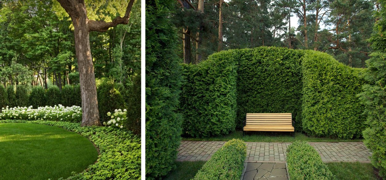 Туя Западная Смарагд Живая изгородь