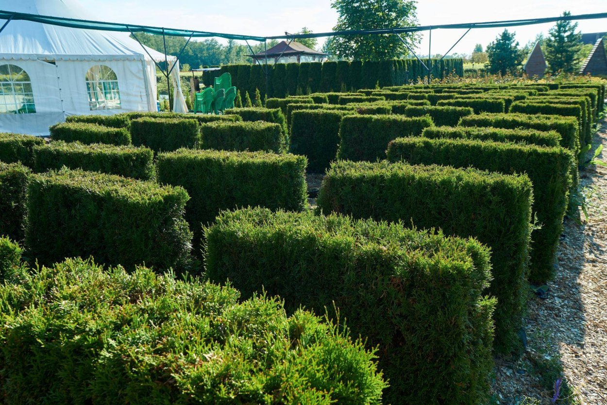 Туя Смарагд аллея