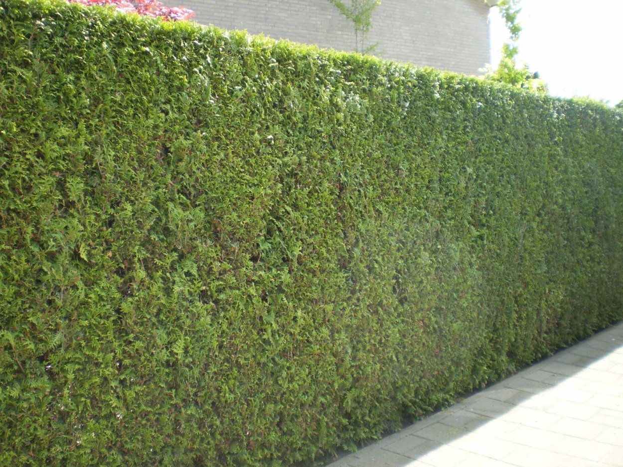 Туя Смарагд и Брабант