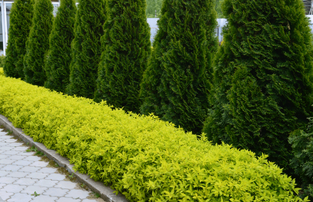 Туя Брабант Еллоу изгородь