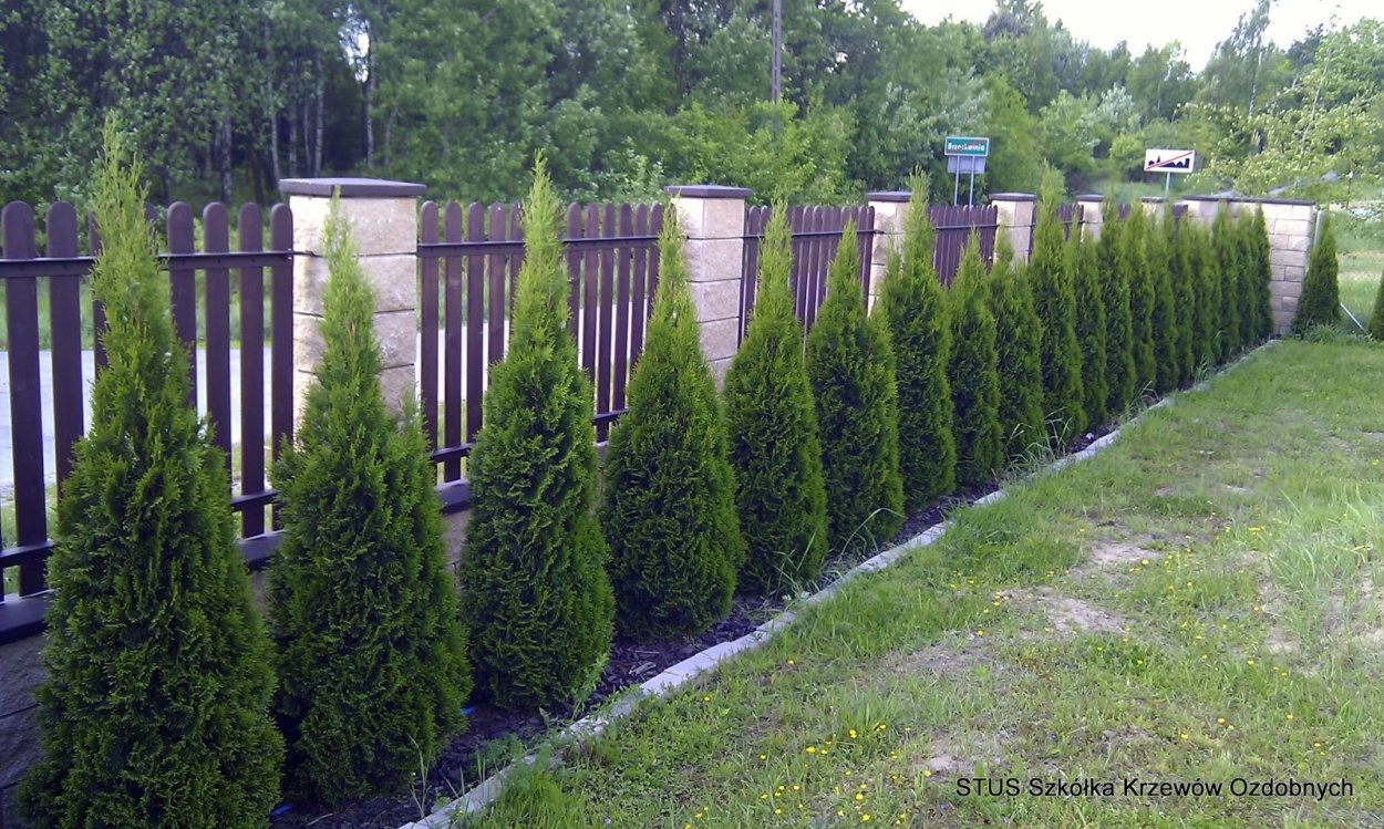 Туя Западная Смарагд Живая изгородь