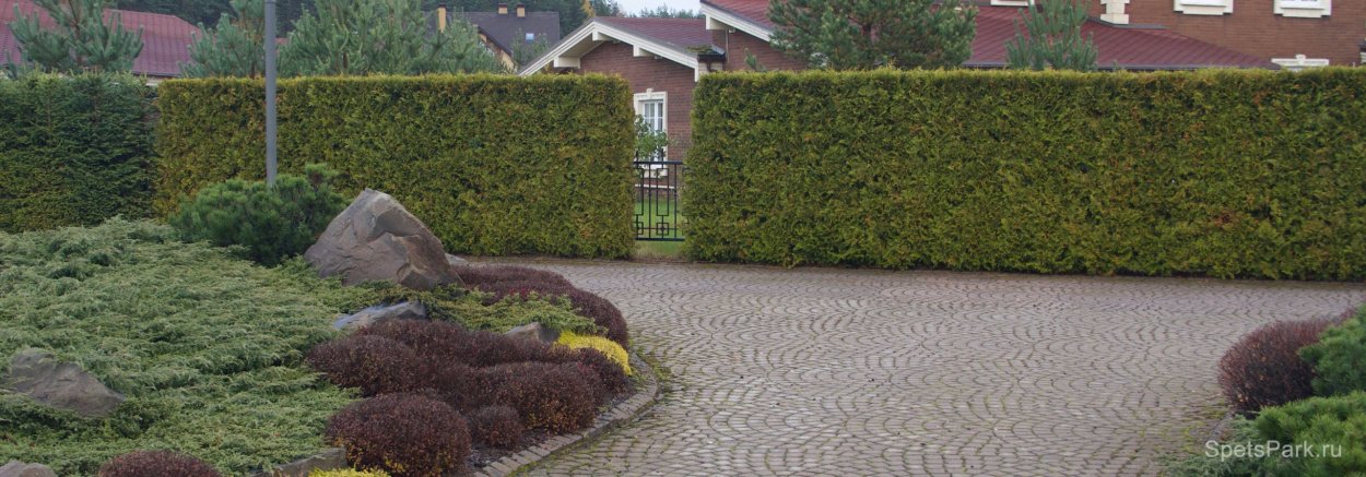 Туя Смарагд аллея