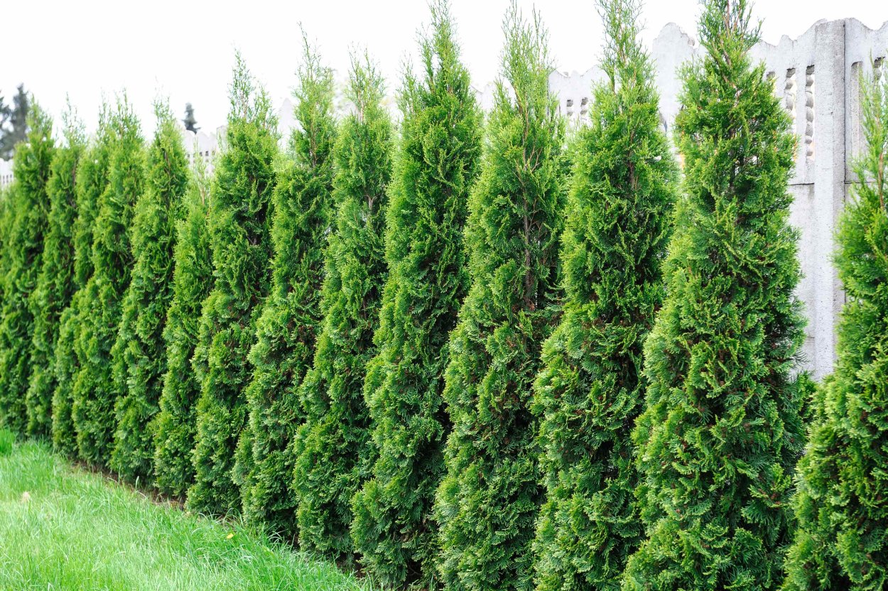 Туя Брабант изгородь