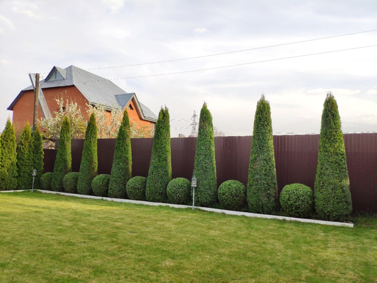 Туя Брабант шаровидная