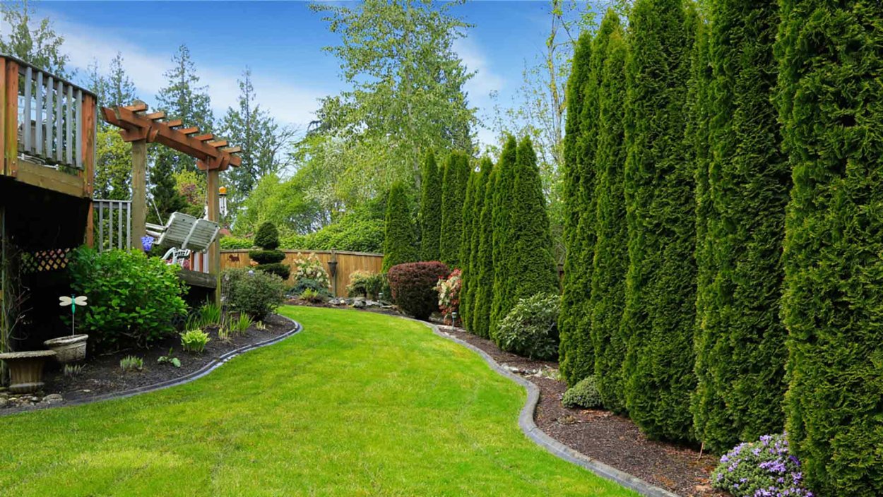 Тис ягодный Живая изгородь