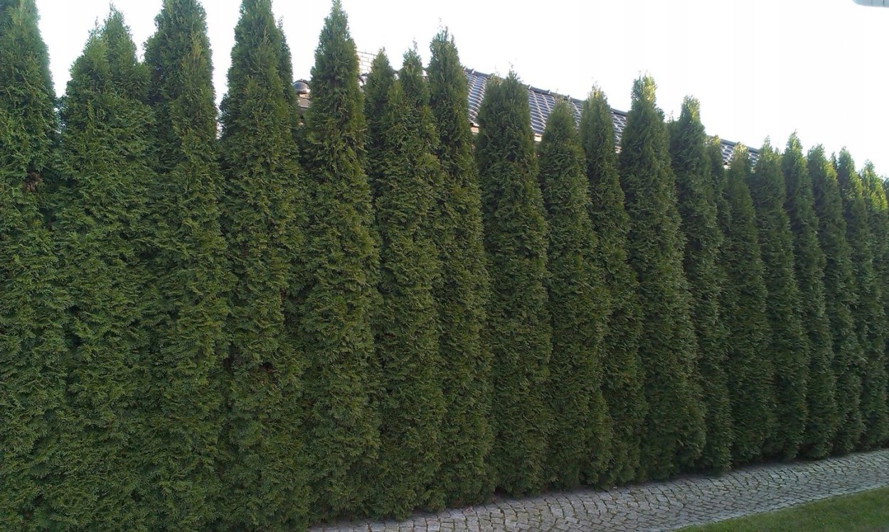 Туя Смарагд Живая изгородь