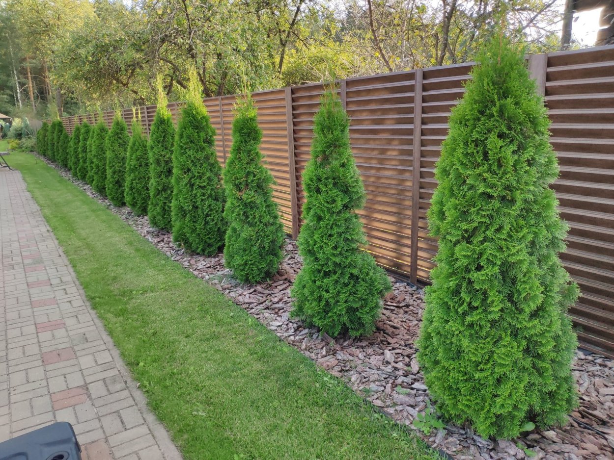 Туя Смарагд аллея