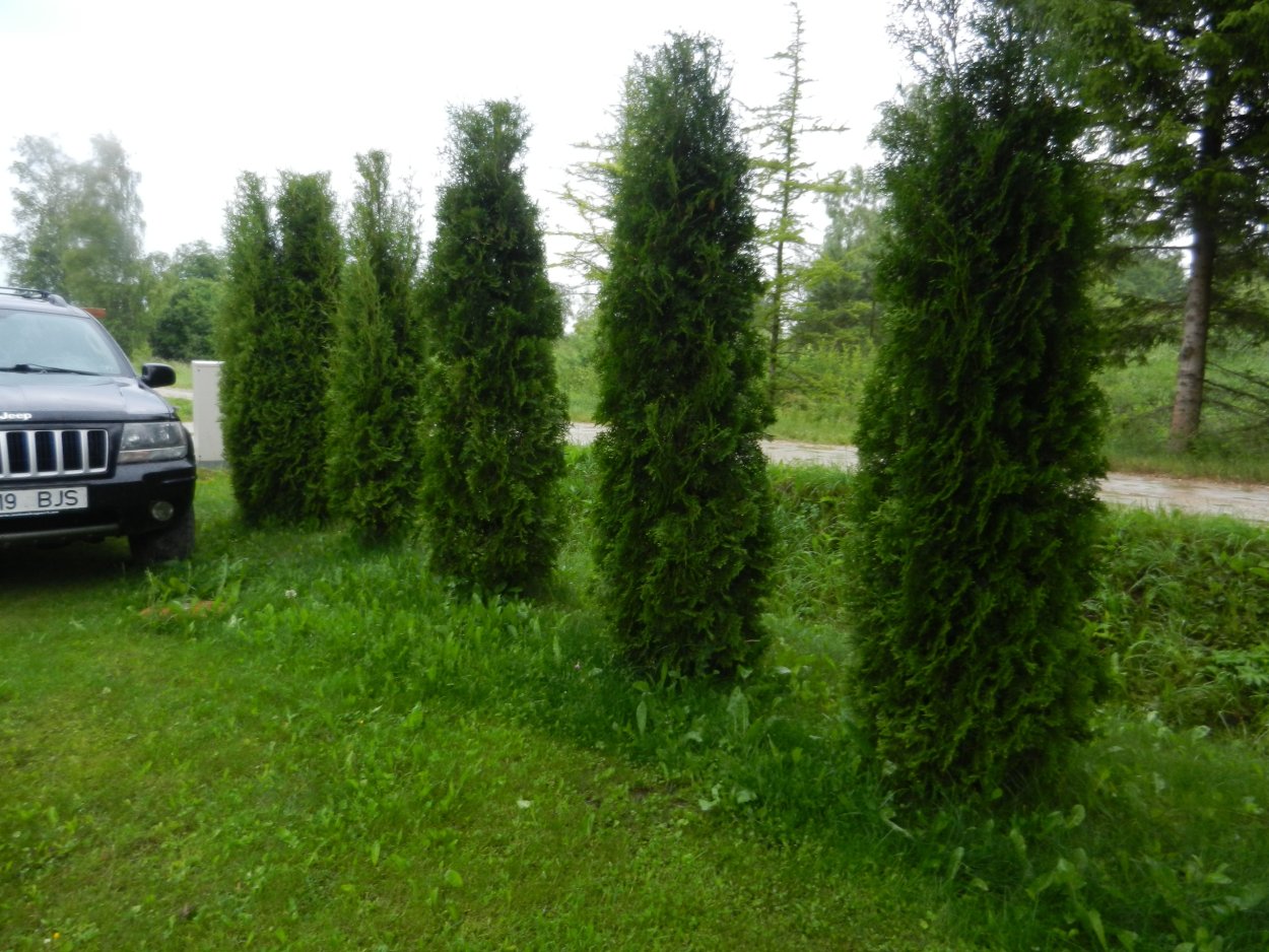 Туя Колумна саженец