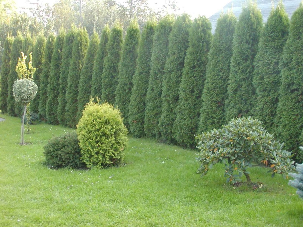 Туя Западная Смарагд изгородь