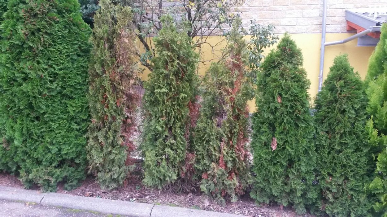 Кипарисовик Лавсона изгородь