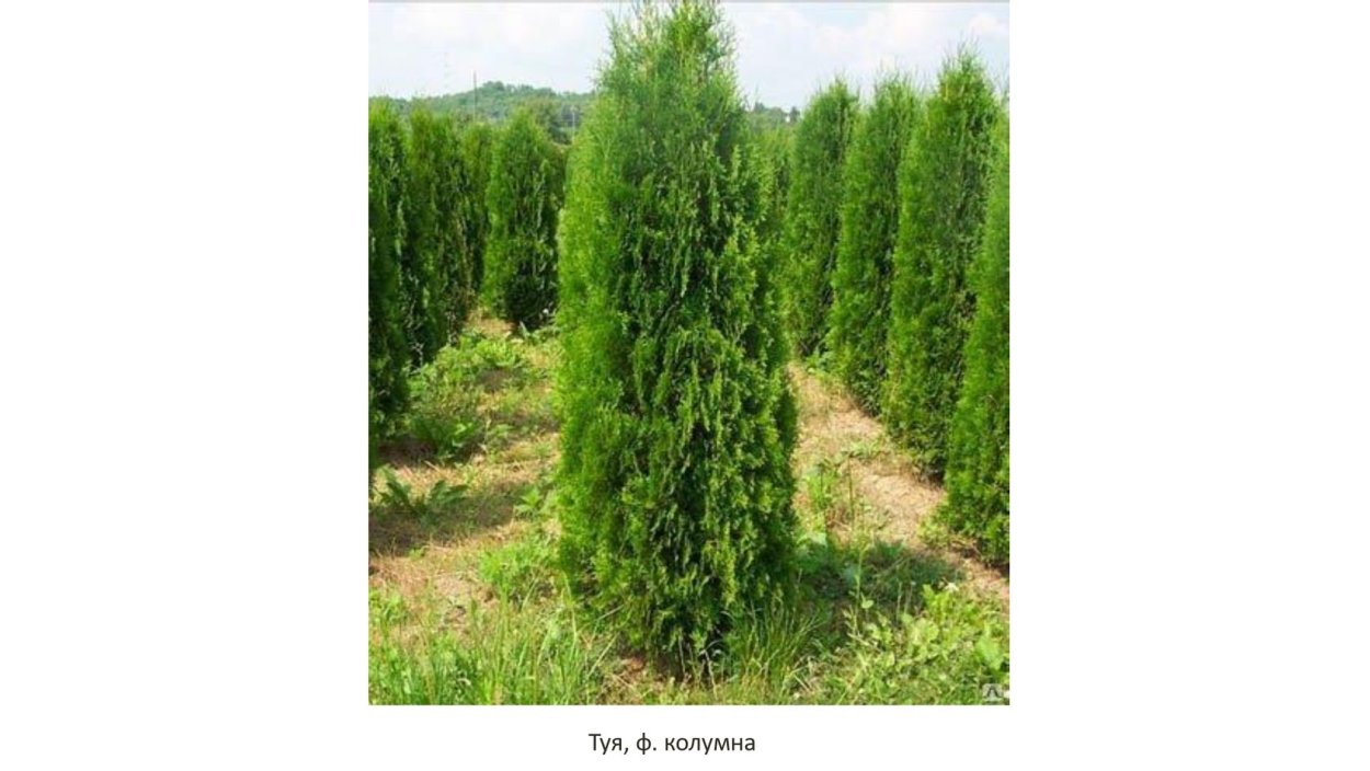 Туя Смарагд Спиралис