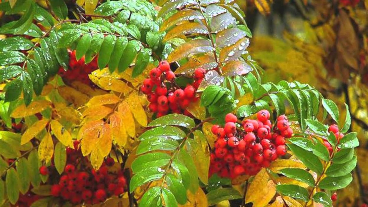 Рябина картинка