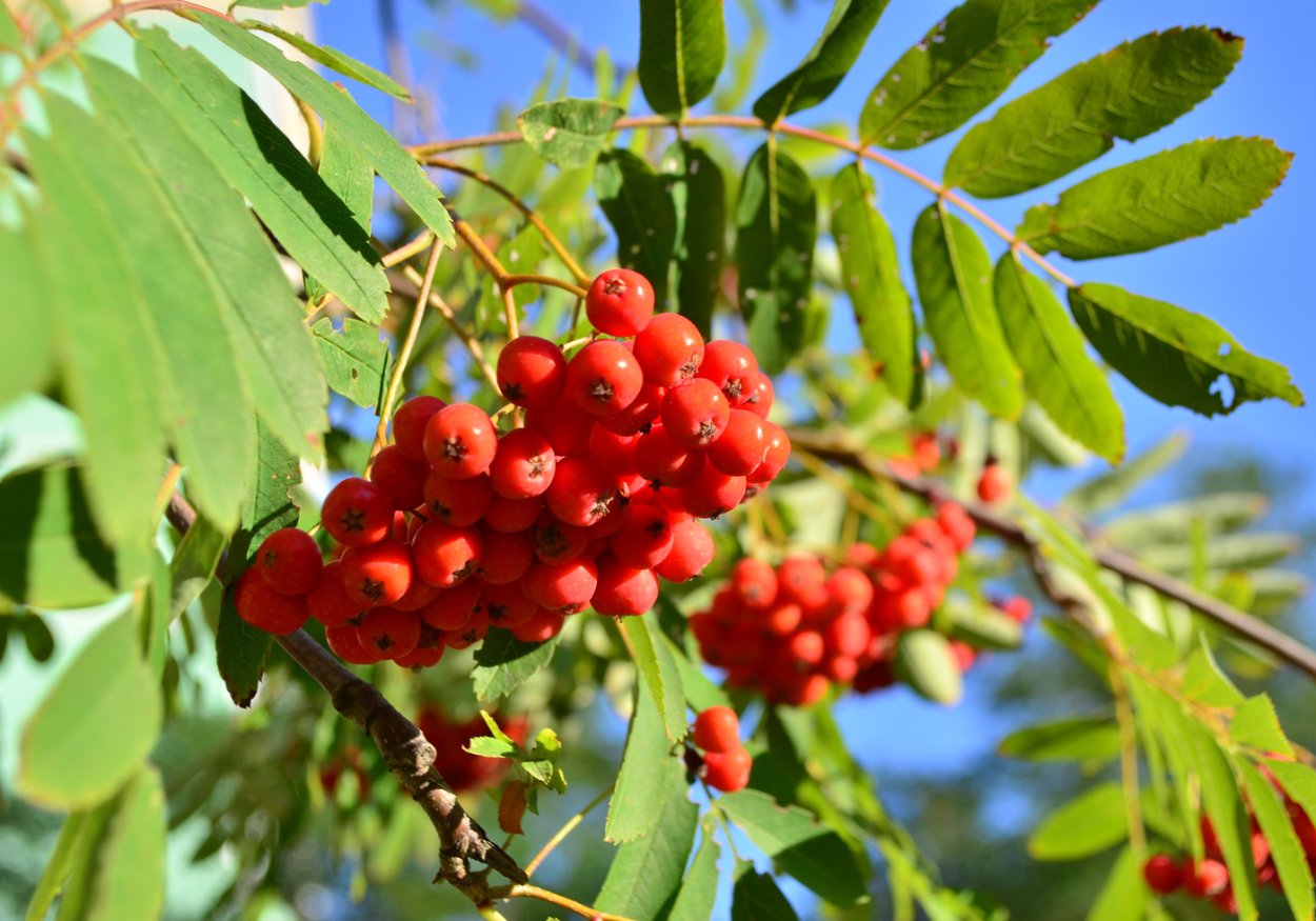 Осень рябина