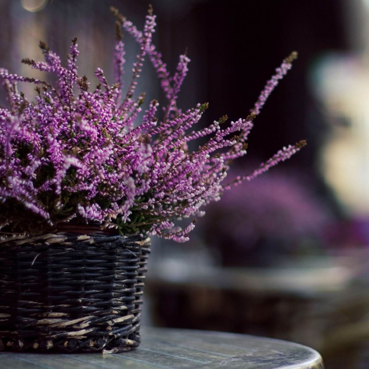 Лаванда шалфей Вереск