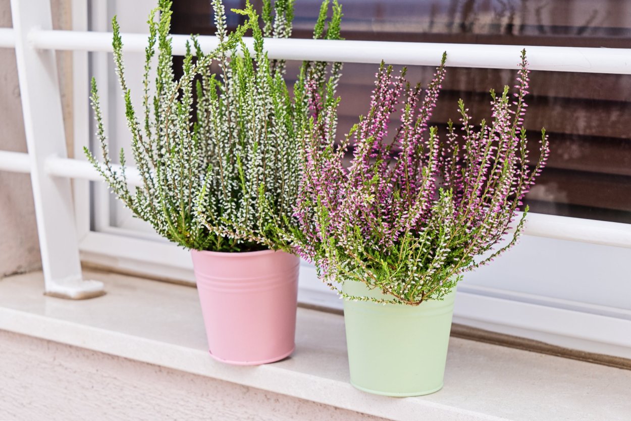 Цветущий Вереск Ребекка ли