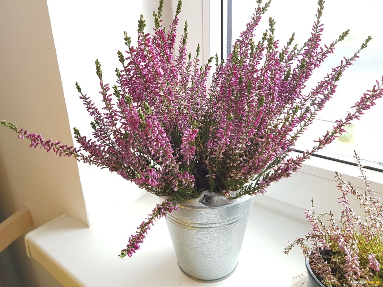 Вереск потемнел почему в горшке