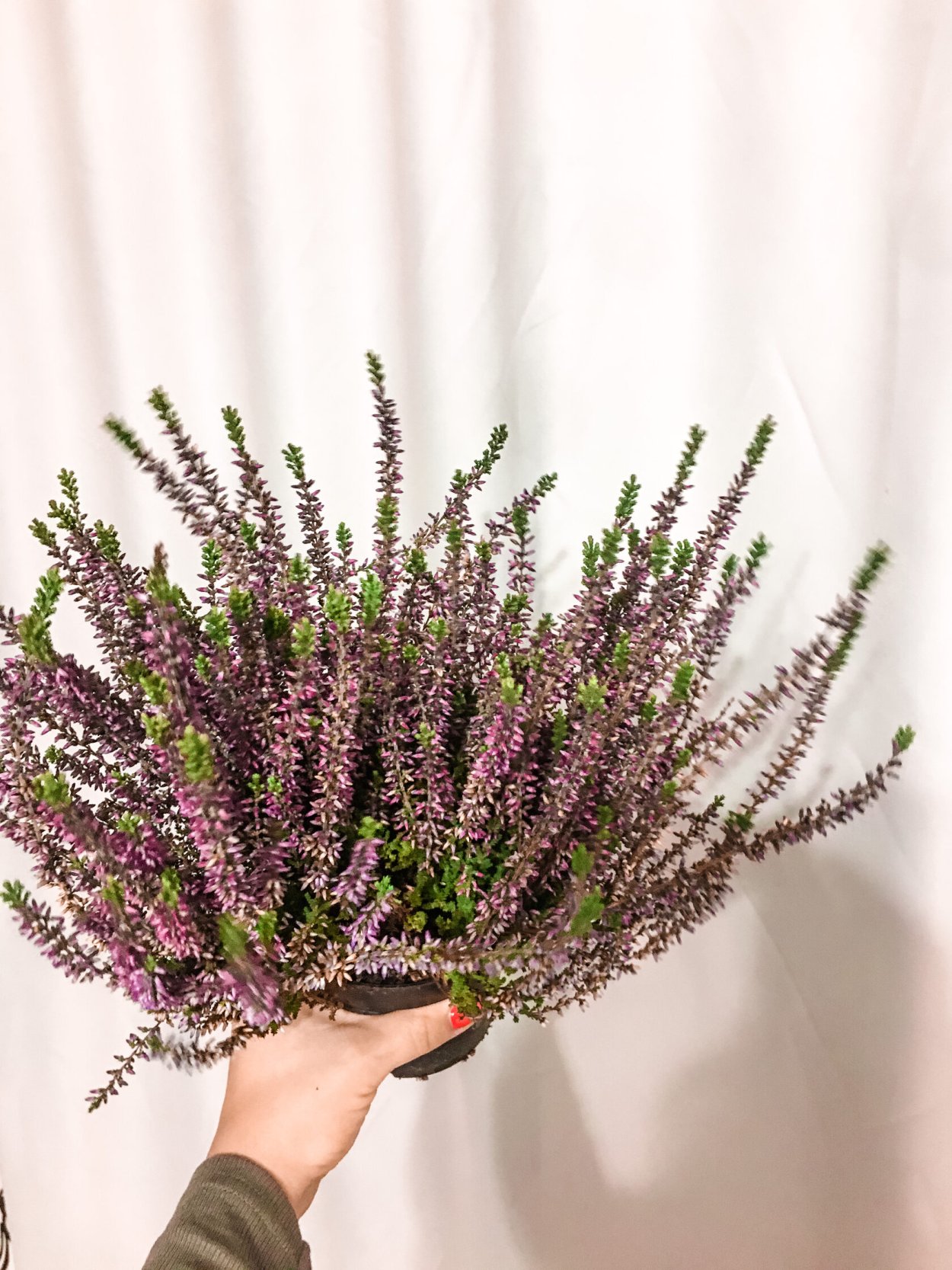 Вереск обыкновенный Элегант Перл/Calluna vulgaris Elegant Pearl
