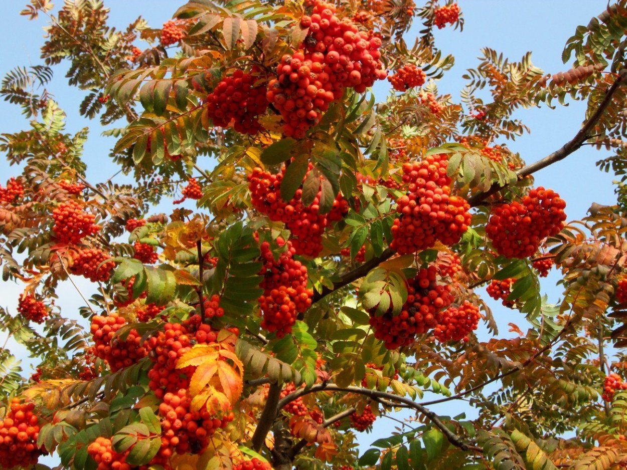 Рябина дуболистная