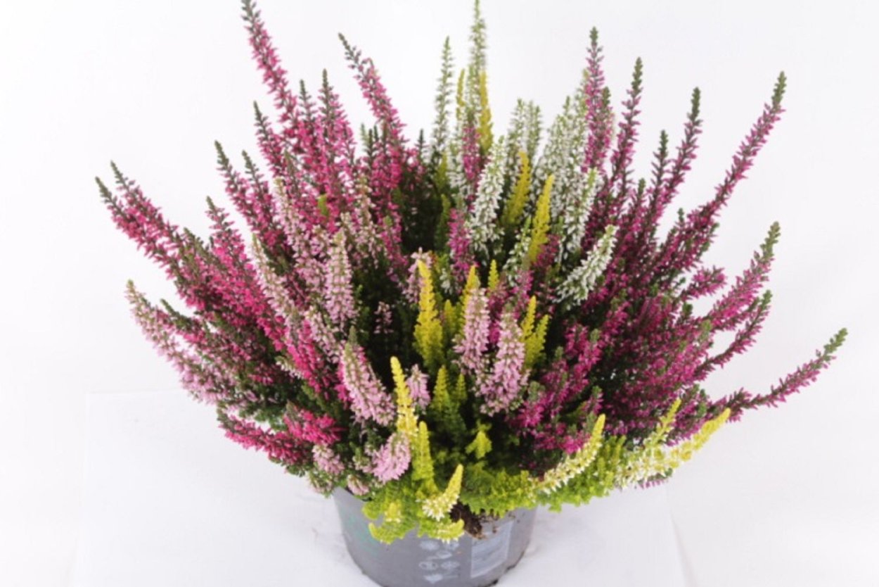 Лаванда шалфей Вереск