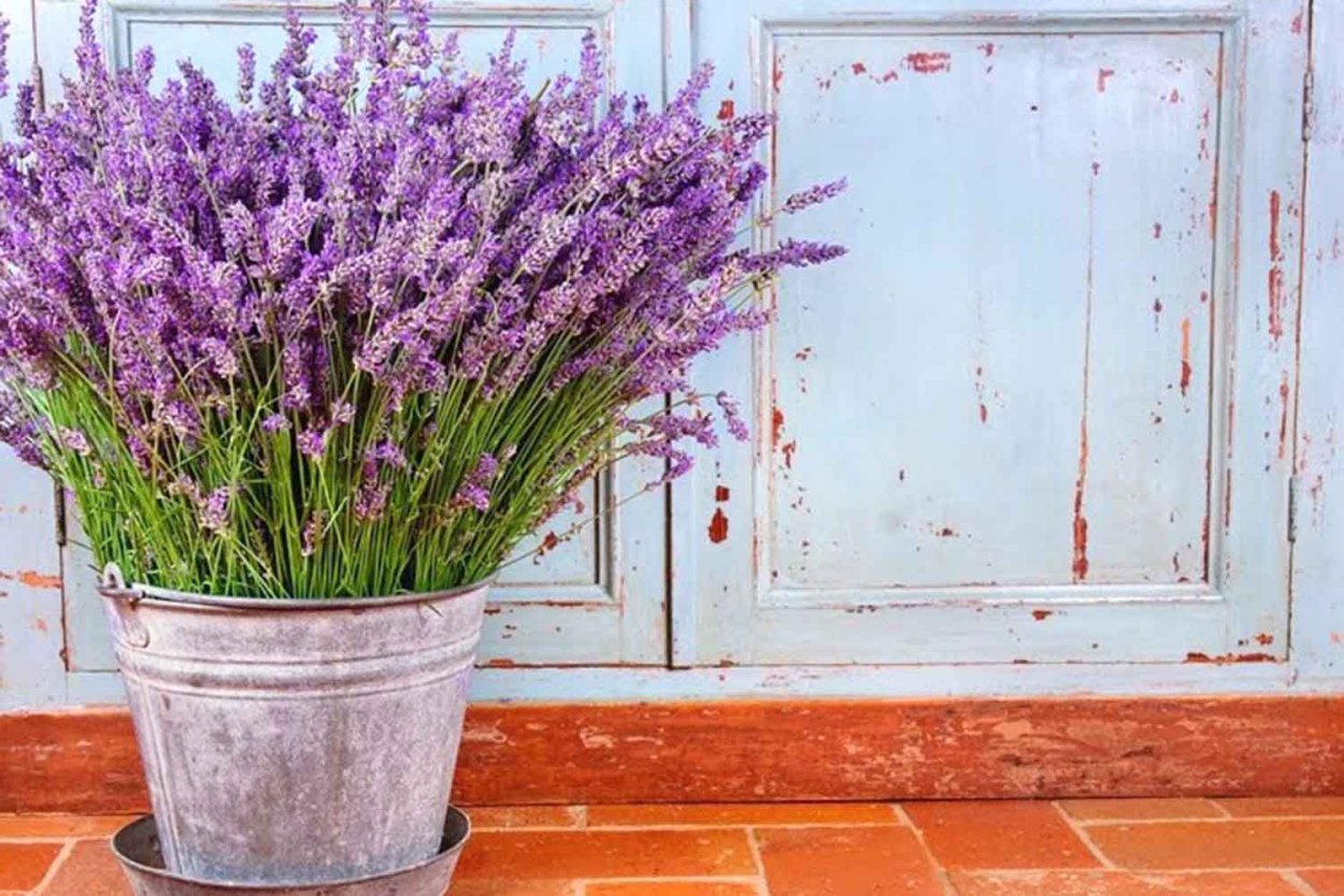 Вереск Каллуна Эрика