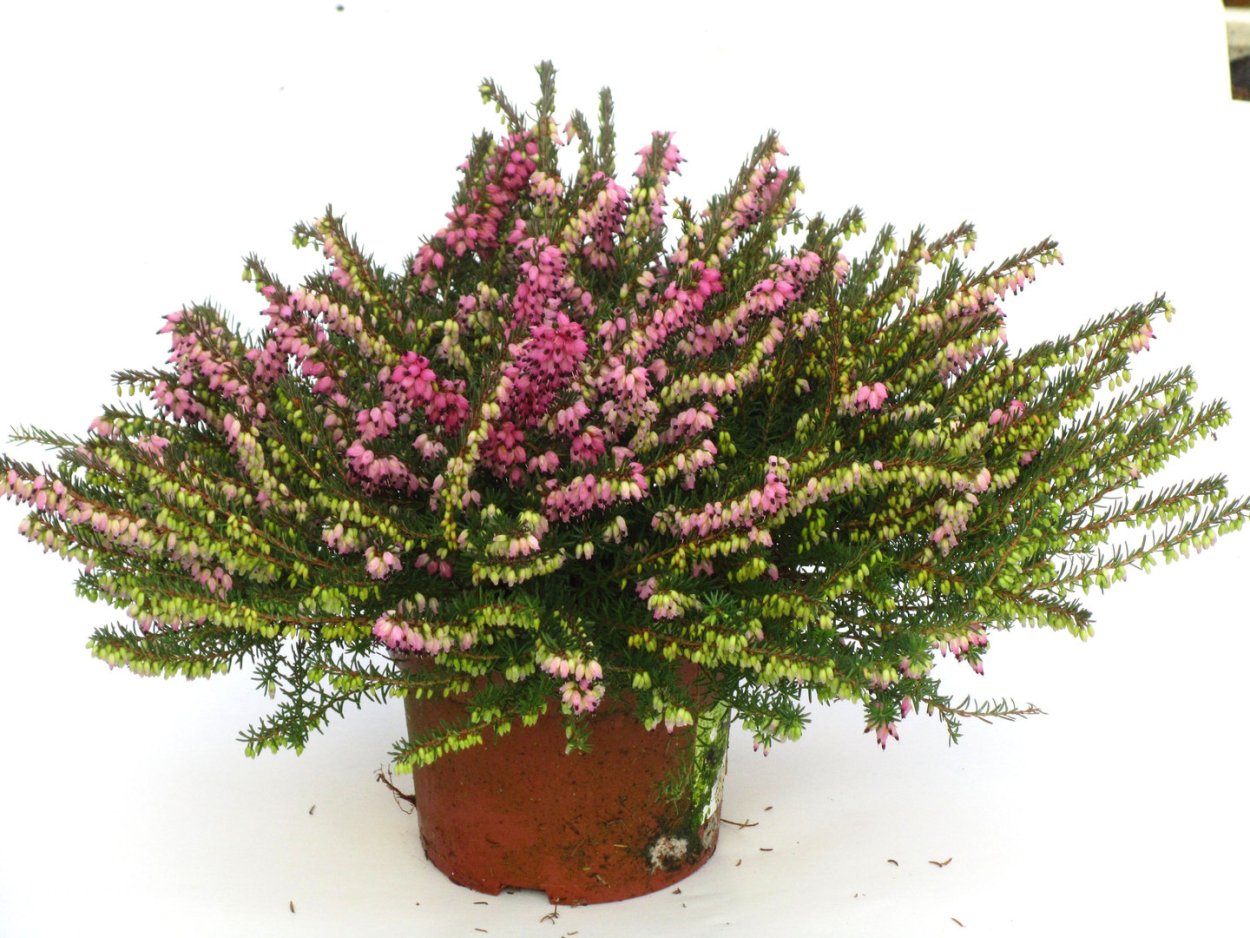 Вереск декор для дома