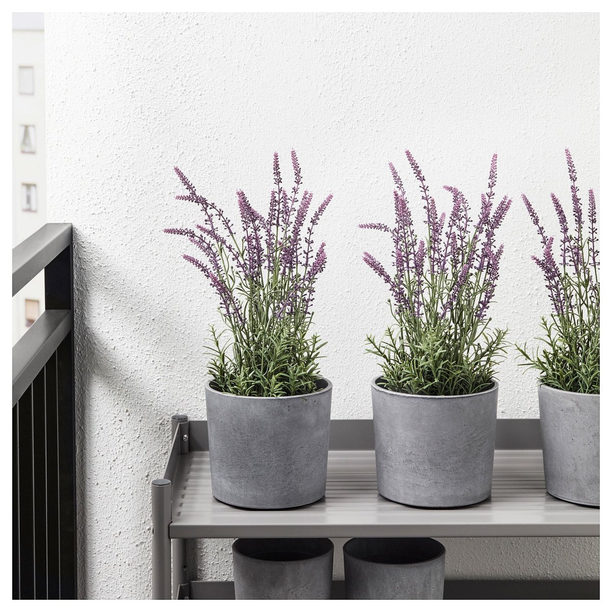 Лаванда Вереск Вербена