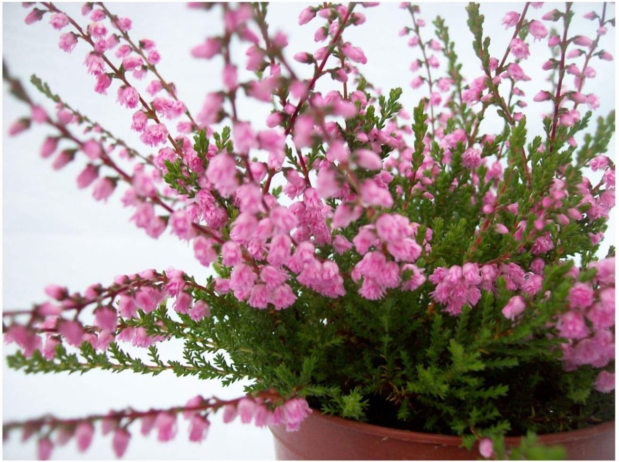 Гипсофилы и Лаванда