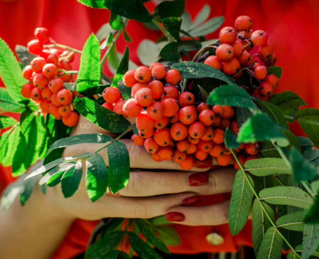 Осень рябина