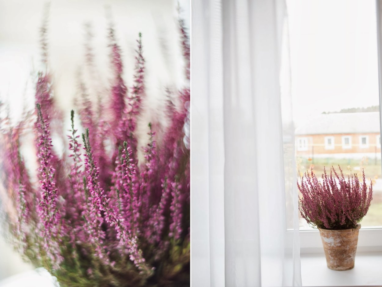 Композиции с вереском