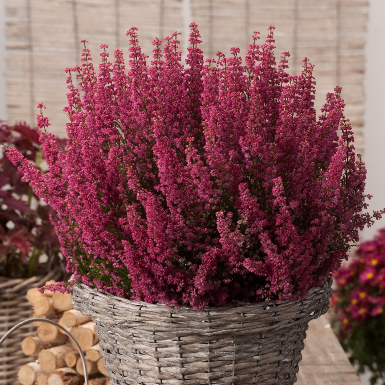 Вереск обыкновенный Лаванда