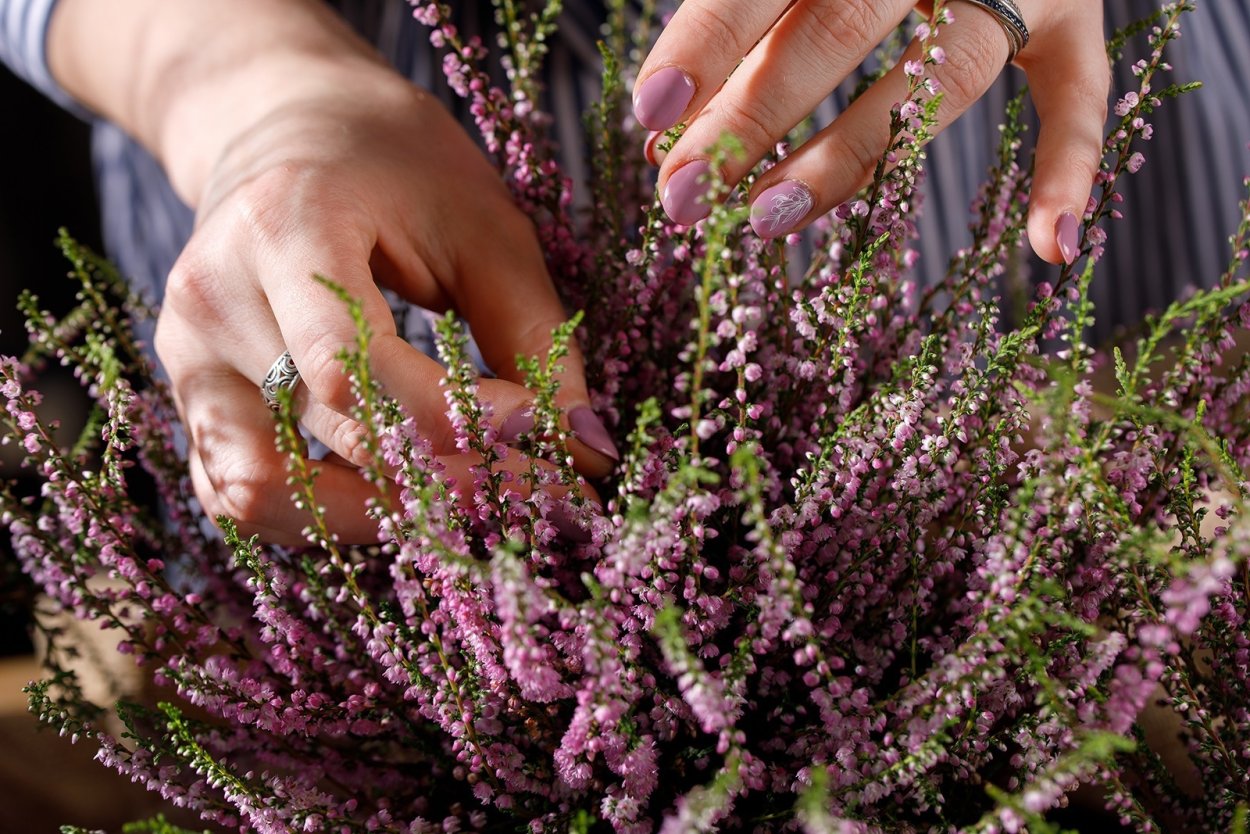 Вереск обыкновенный Лаванда