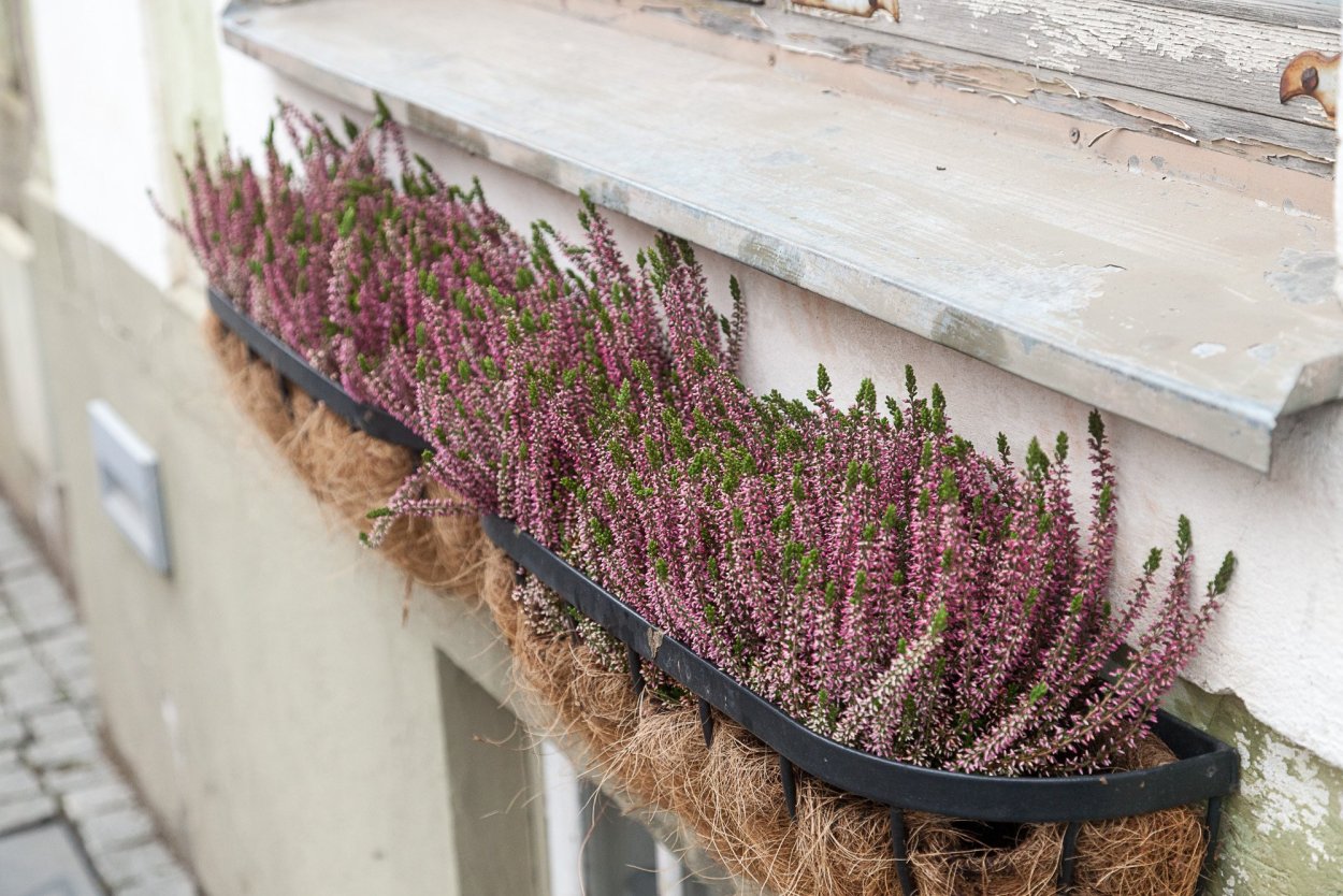 Вереск в горшке