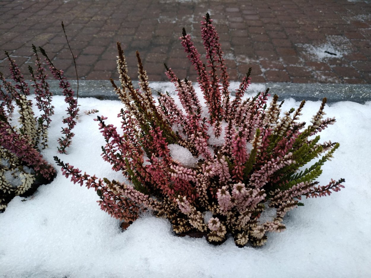 Палочка лаванды Браун