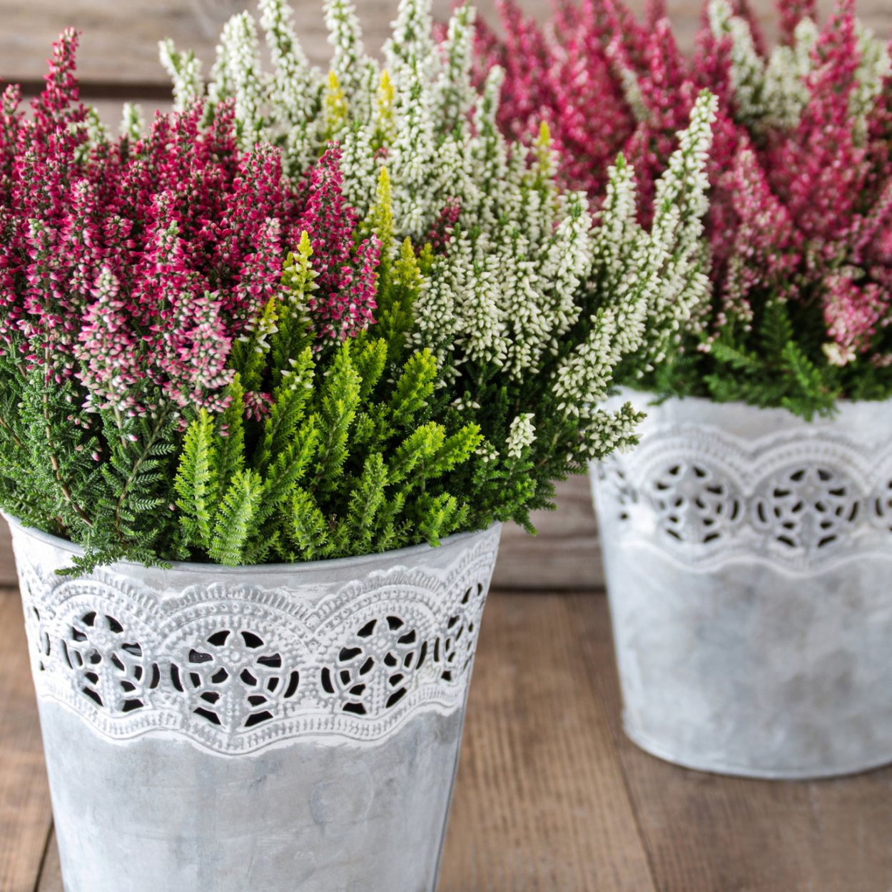 Вереск и Лаванда