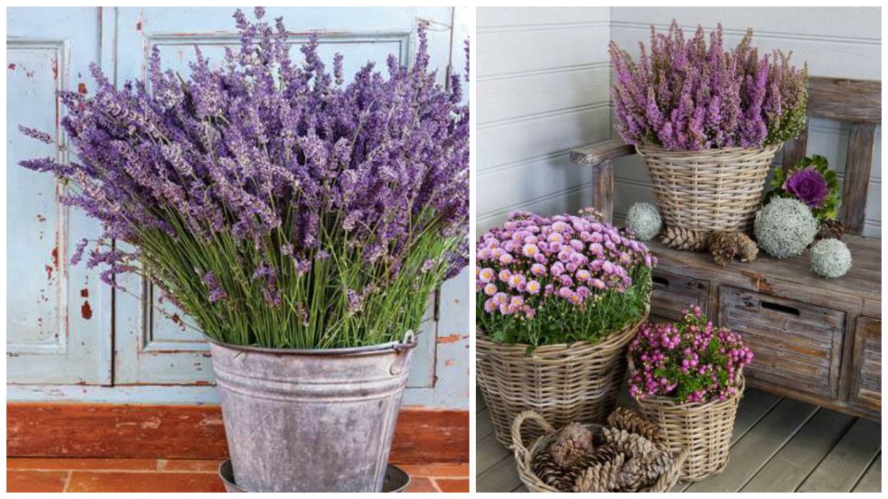 Вереск микс d9