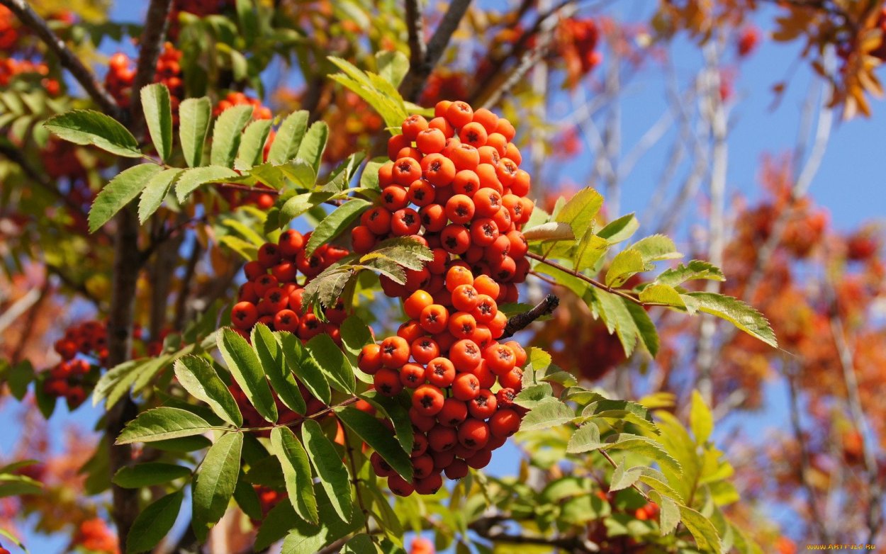 Рябина обыкновенная Солнечная