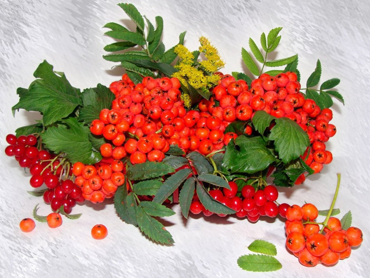 Кисть рябины